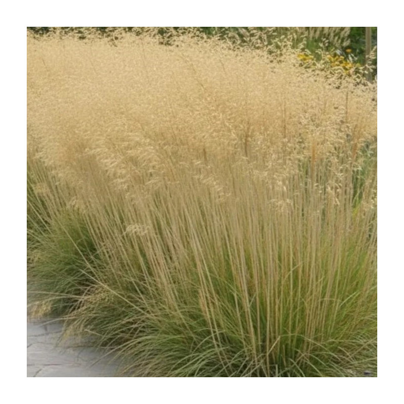 Stipa gigantea