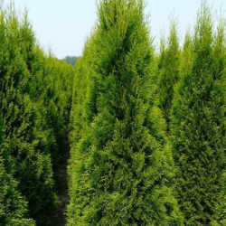Thuja occidentalis 'Smaragd'