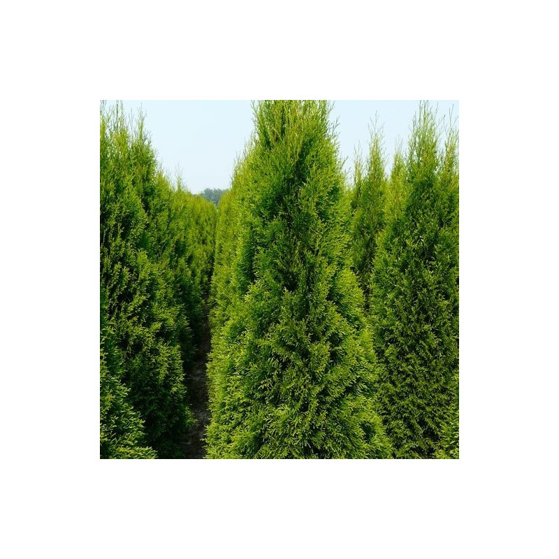 Thuja occidentalis 'Smaragd'