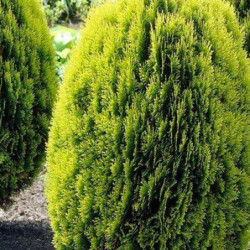Thuja orientalis 'Aurea'