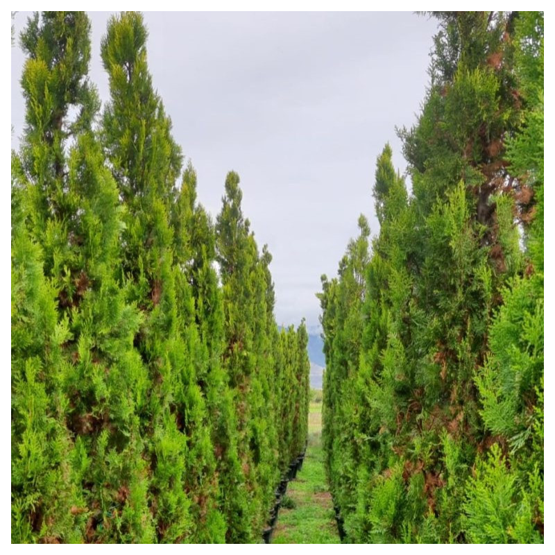 Thuja orientalis 'Pyramidalis Aurea'