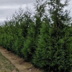 Thuja plicata 'Atrovirens'