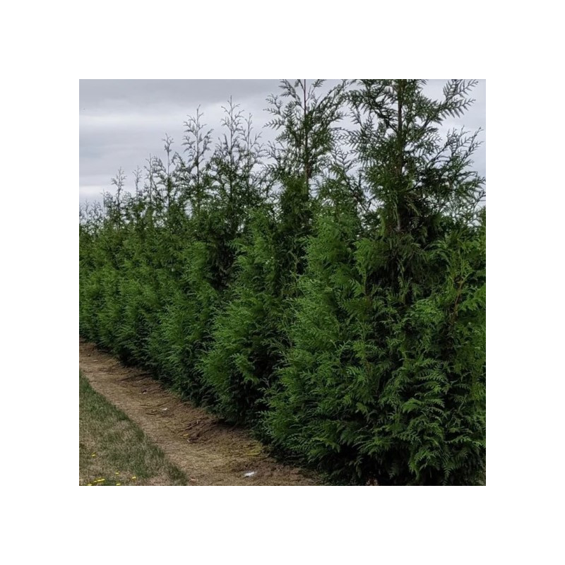 Thuja plicata 'Atrovirens'
