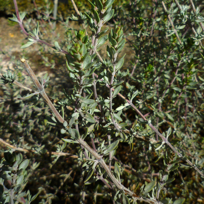 Thymus albicans