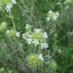 Thymus mastichina