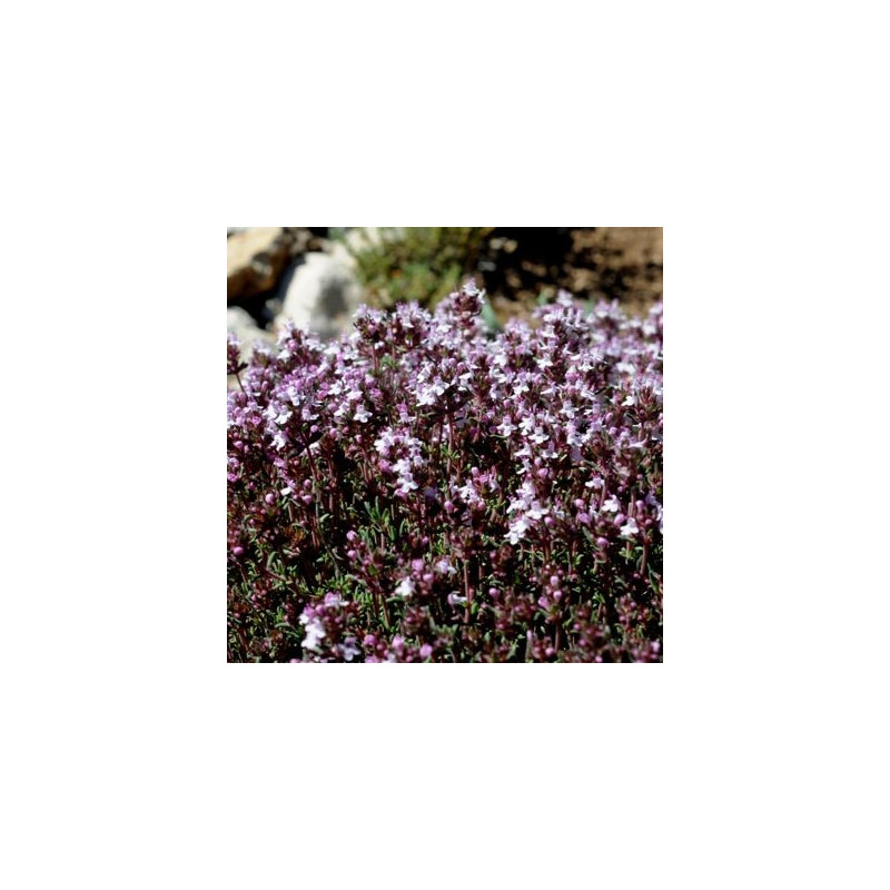 Thymus orospedanus