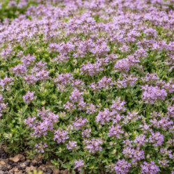 Thymus serpyllum