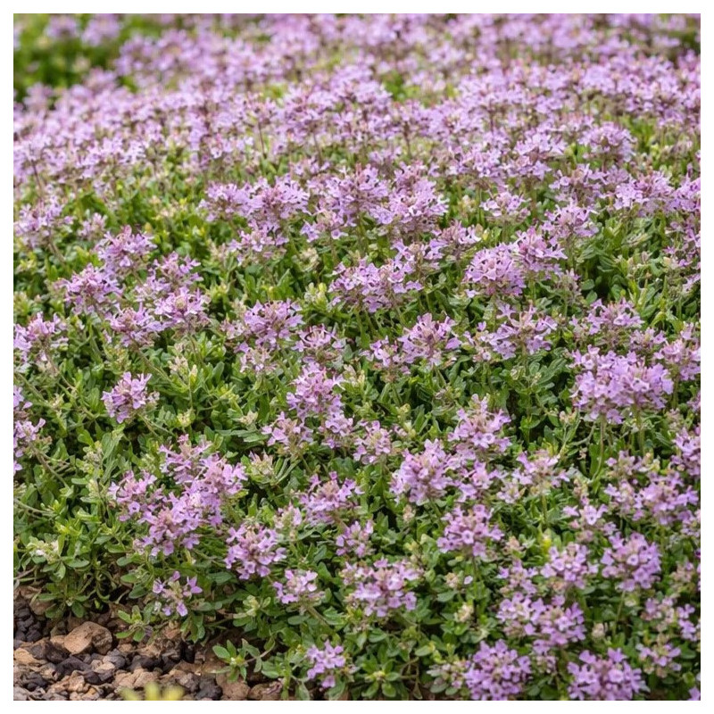 Thymus serpyllum