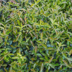 Trachelospermum asiaticum
