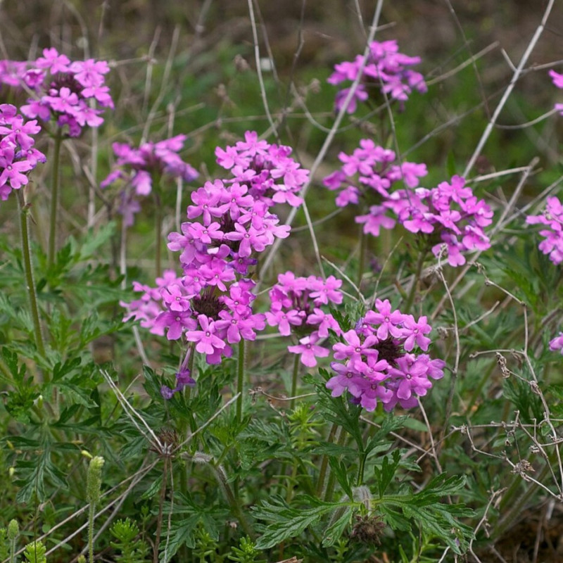 Verbena canadensis