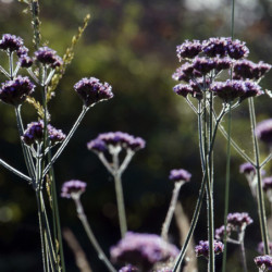 Verbena hastata