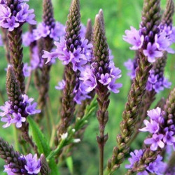 Verbena officinalis