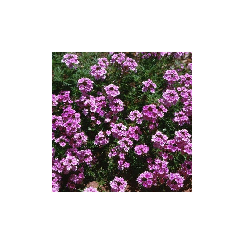 Verbena peruviana