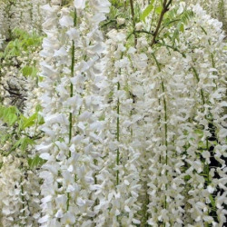 Wisteria sinensis 'Alba'