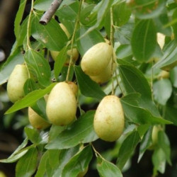 Ziziphus jujuba