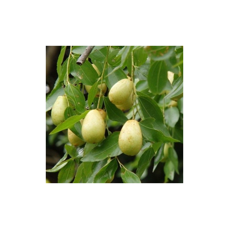 Ziziphus jujuba