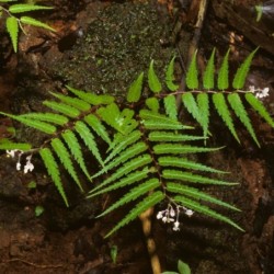 Begonia pteridiformis