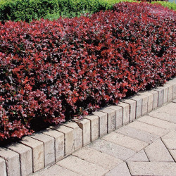 Berberis thunbergii 'Atropurpurea'