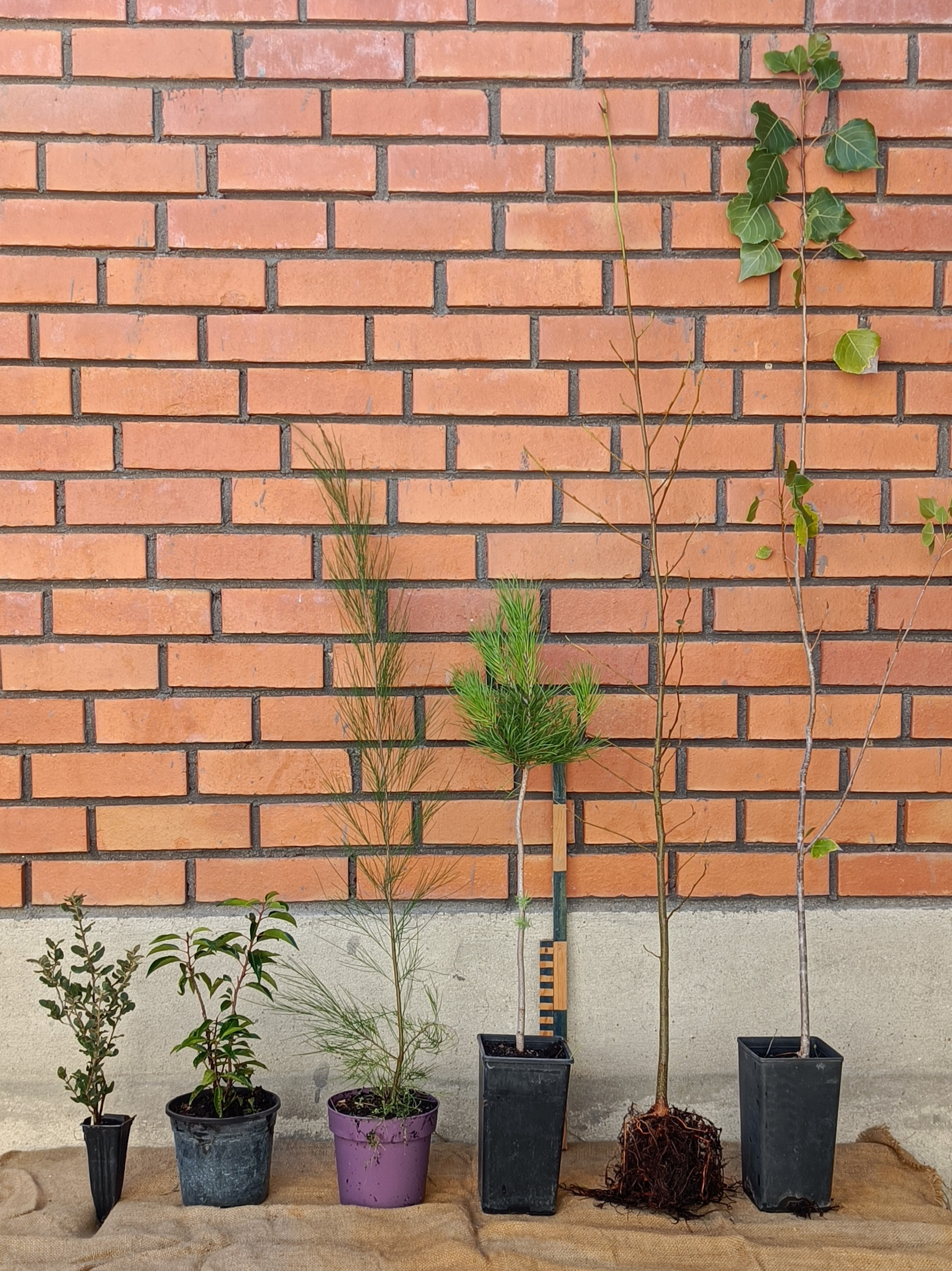 samples_20-50-100-150.jpg